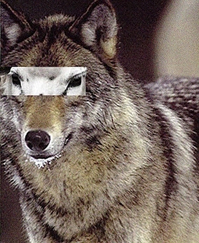 Волк - овца